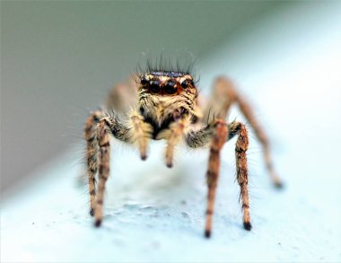 Örümcek yakın kadar makro yaban hayatı