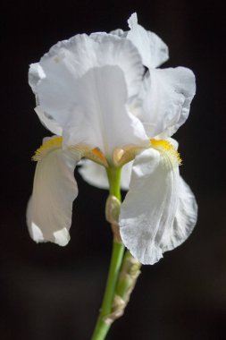 Aslanağzı majus, beyaz çiçek