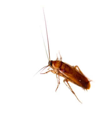 Beyaz arka planda hamamböceği