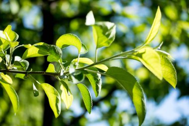 Gökyüzüne karşı yeşil yapraklar