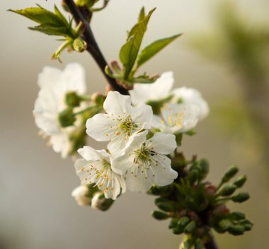 Beyaz çiçekler Apple, yakın çekim