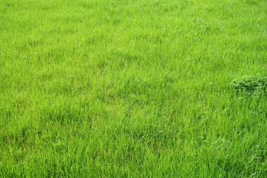 Yeşil çim bitkileri, arka plan