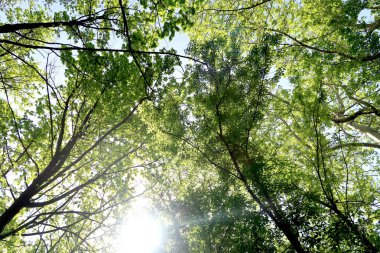 Gökyüzüne aşağıdan görünümünde ağaçlarının dalları