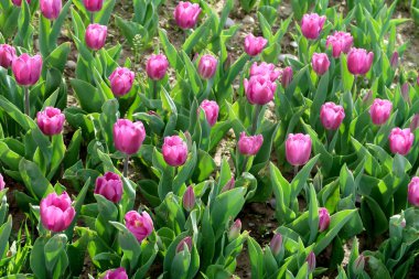 Parlak laleler, bahar manzara