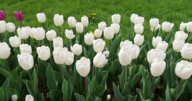 Beyaz Lale, yeşil çim