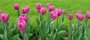 Mor laleler, yeşil çim