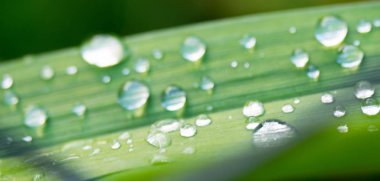 Yeşil çimenlerin üzerinde çiy damla