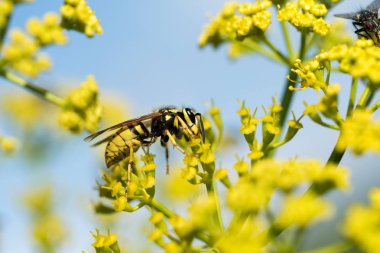 WASP sarı bir çiçek üzerinde Kapat