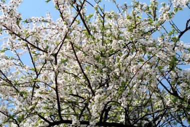 Meyve ağaçları, beyaz çiçek çiçeklenme