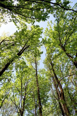 Gökyüzüne aşağıdan görünümünde ağaçlarının dalları