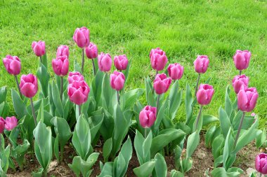 Mor laleler, yeşil çim