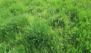 Sulu yeşil çim arka plan