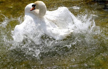 Gölette beyaz kuğu