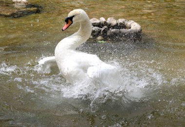 Beyaz Kuğu suya temizlenir
