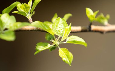 Kiraz çiçeği ağaç, bahar