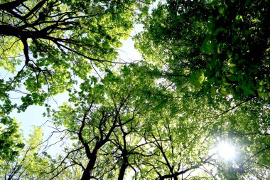 Gökyüzüne aşağıdan görünümünde ağaçlarının dalları