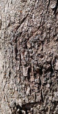 Ağaç kabuğu arkaplan dokusu