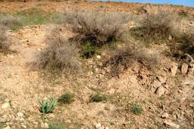 yeşil bozkır tepelerinin doğal görünümü