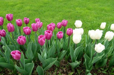 Mor laleler, yeşil çim