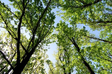 Gökyüzüne aşağıdan görünümünde ağaçlarının dalları