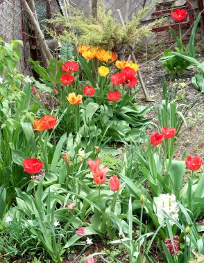 Parlak laleler, bahar manzara