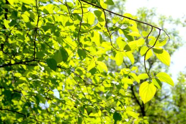Gökyüzüne aşağıdan görünümünde ağaçlarının dalları