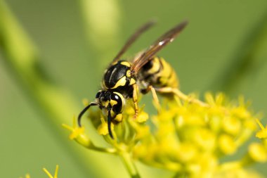 WASP sarı bir çiçek üzerinde Kapat