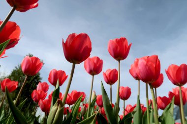 Gökyüzü, Çiçek Lale görüntülemek aşağıdan