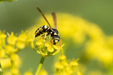 WASP sarı bir çiçek üzerinde Kapat