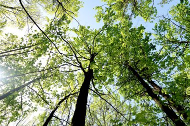Gökyüzüne aşağıdan görünümünde ağaçlarının dalları