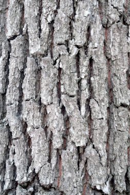 Bir ağaç doku gri Barka