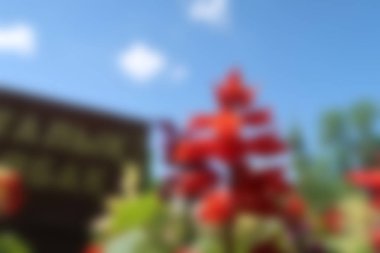 Bulanık arka plan kırmızı çiçekler