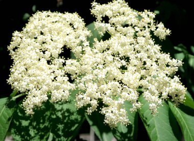 Bir çok küçük beyaz çiçekler