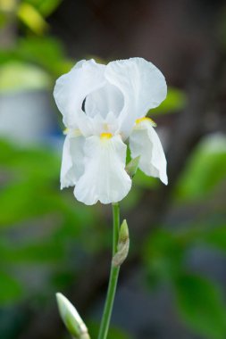 Aslanağzı majus, beyaz çiçek