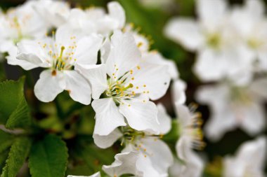 Beyaz çiçekler elma ağacı bahar