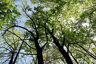 Gökyüzüne aşağıdan görünümünde ağaçlarının dalları