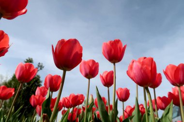 Gökyüzü, Çiçek Lale görüntülemek aşağıdan
