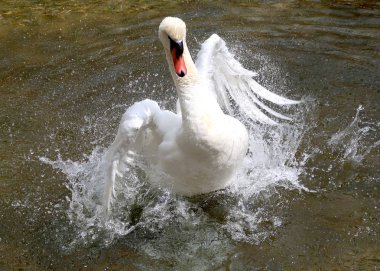 Beyaz Kuğu suya temizlenir