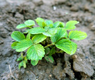 Çilek bahçedeki yaprakları
