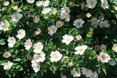 Dogrose bahar peyzaj çiçek