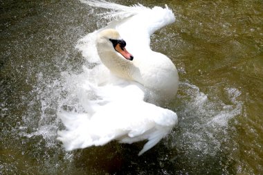 Gölette beyaz kuğu