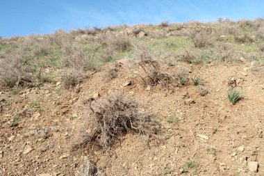 yeşil bozkır tepelerinin doğal görünümü