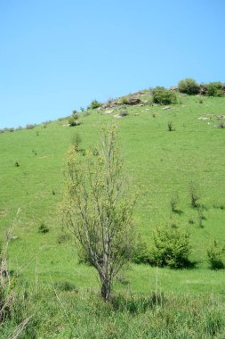 Yeşil tepeler tepeler bahar