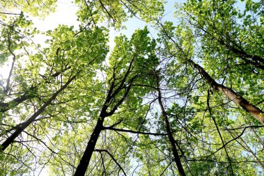 Gökyüzüne aşağıdan görünümünde ağaçlarının dalları