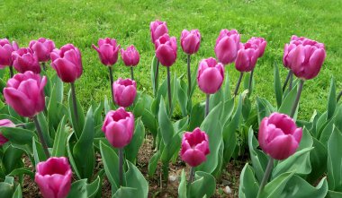 Mor laleler, yeşil çim