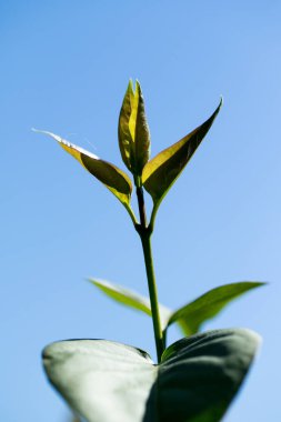 Gökyüzüne karşı yeşil yapraklar