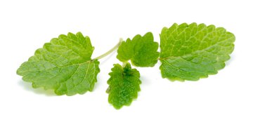 beyaz zemin üzerine yeşil nane yaprakları