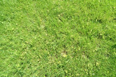 Çim yeşil çim arka plan