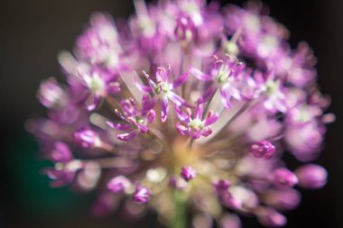 sarımsak Mor çiçek Close-up
