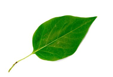 Beyaz arkaplanda yeşil yaprak izole edildi